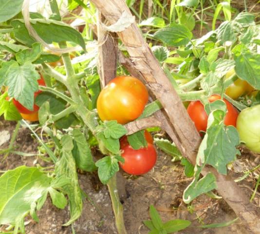 Tomato Betta: reviews, photos, yield