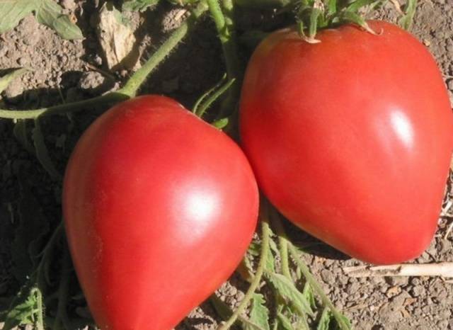 Tomato Big Mommy: reviews of gardeners + photo