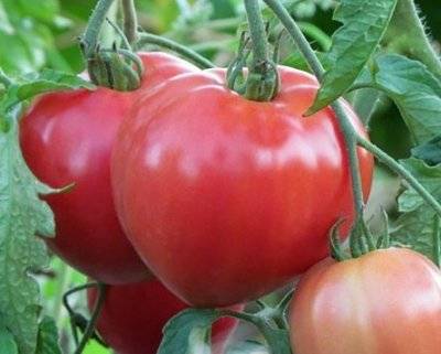 Tomato Big Mommy: reviews of gardeners + photo