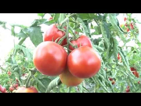 Tomato Big Mommy: reviews of gardeners + photo