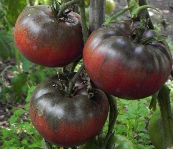 Tomato Black Baron: reviews, photo yield