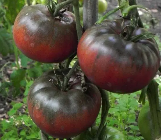 Tomato Black Baron: reviews, photo yield