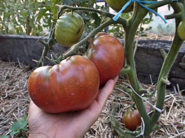 Tomato Black Baron: reviews, photo yield