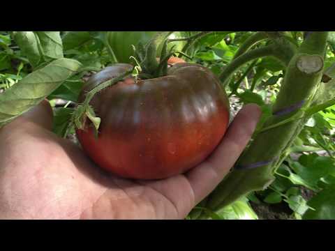 Tomato Black Baron: reviews, photo yield