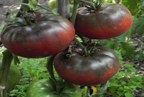 Tomato Black Baron: reviews, photo yield