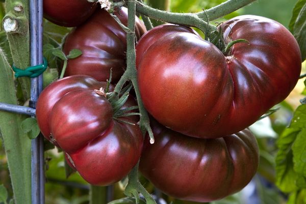 Tomato Black bison: variety description, photos, reviews