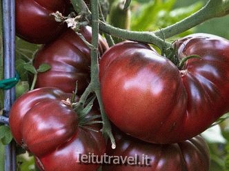 Tomato Black bison: variety description, photos, reviews