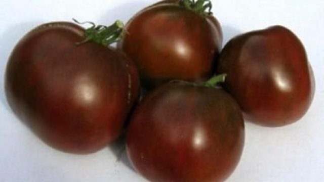 Tomato Black Cat F1: characteristics and description of the variety, reviews