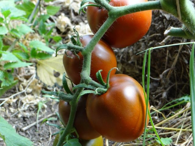 Tomato Black gourmet: reviews, photos, yield