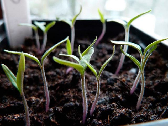 Tomato Black gourmet: reviews, photos, yield