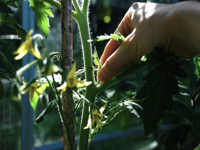 Tomato Black gourmet: reviews, photos, yield