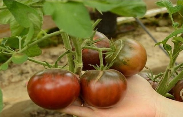 Tomato Black gourmet: reviews, photos, yield