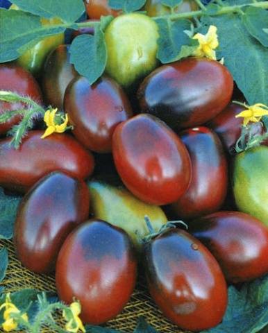 Tomato Black Moor: reviews, photos, yield