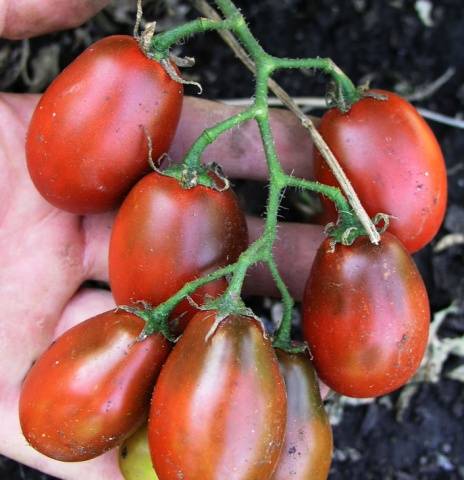 Tomato Black Moor: reviews, photos, yield