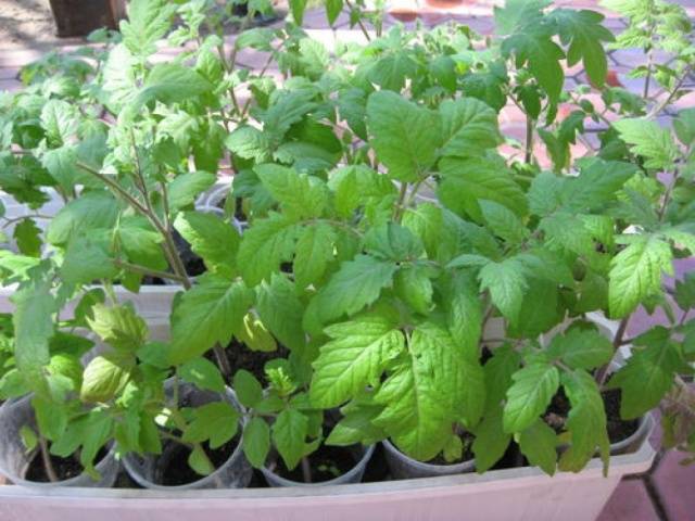 Tomato Black Moor: reviews, photos, yield