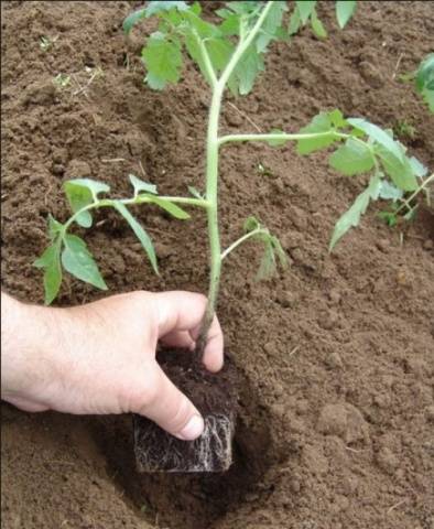 Tomato Black Moor: reviews, photos, yield