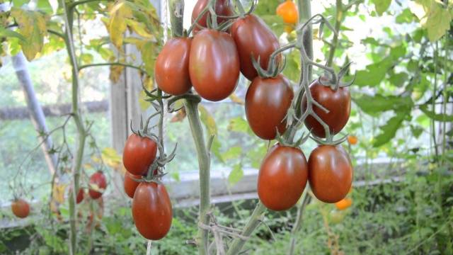 Tomato Black Moor: reviews, photos, yield