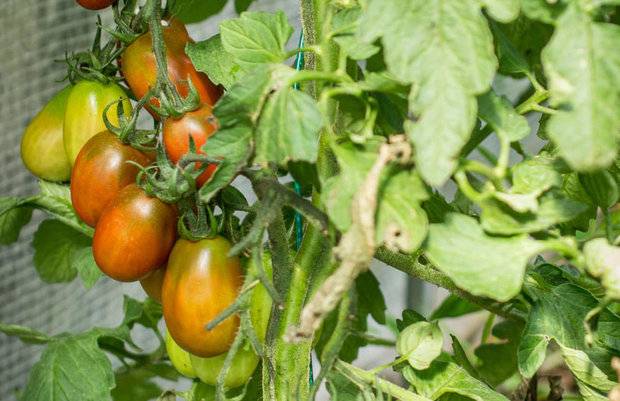 Tomato Black Moor: reviews, photos, yield