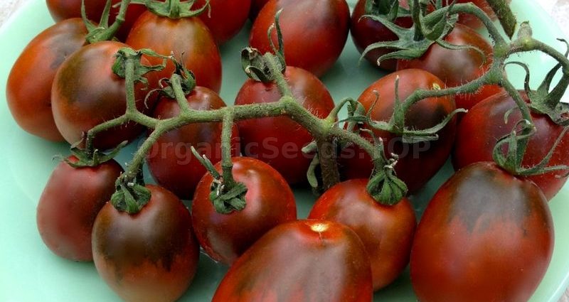 Tomato Black Moor: reviews, photos, yield