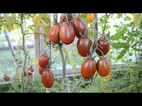 Tomato Black Moor: reviews, photos, yield