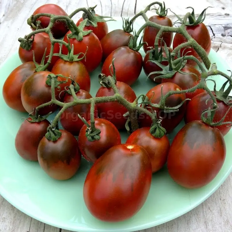 Tomato Black Moor: reviews, photos, yield