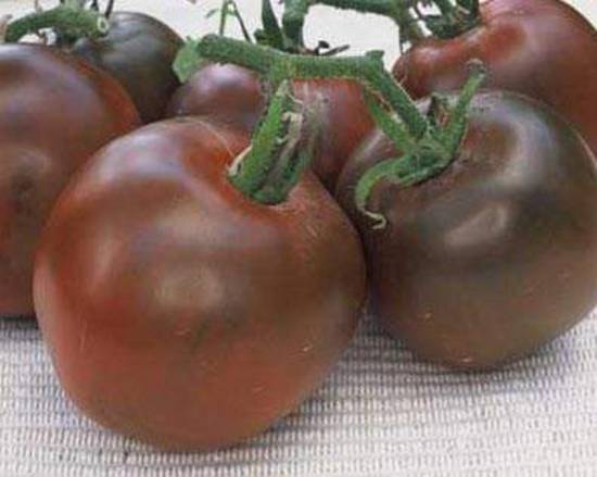 Tomato Black Prince