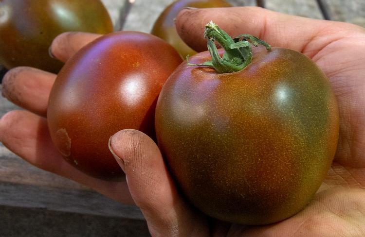 Tomato Black Prince: cultivation features, variety yield