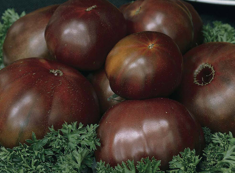 Tomato Black Prince: cultivation features, variety yield