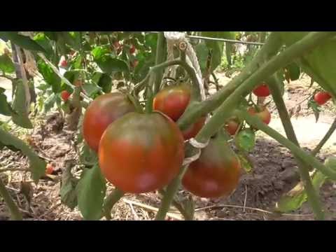 Tomato Black Prince: cultivation features, variety yield