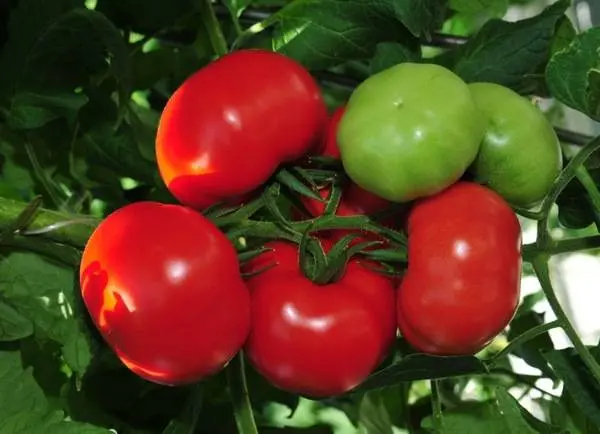 Tomato Blagovest: reviews, photos, yield