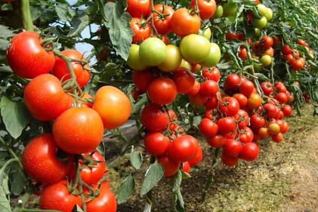 Tomato Blagovest: reviews, photos, yield