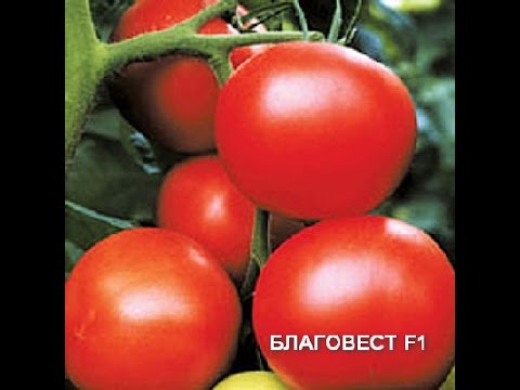 Tomato Blagovest: reviews, photos, yield