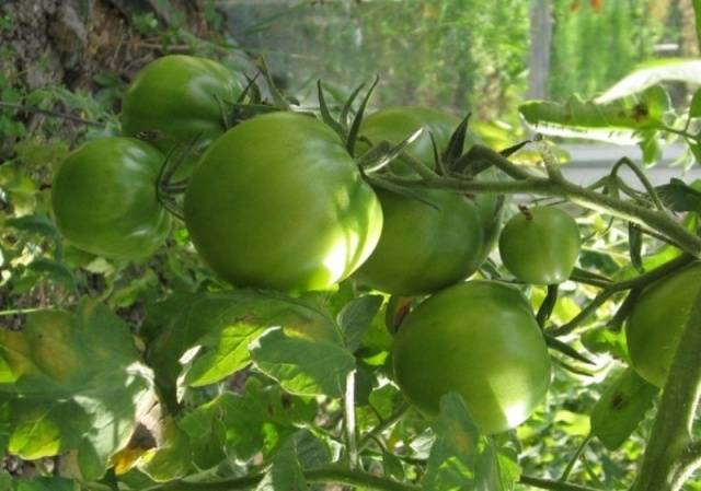 Tomato Blagovest: reviews, photos, yield