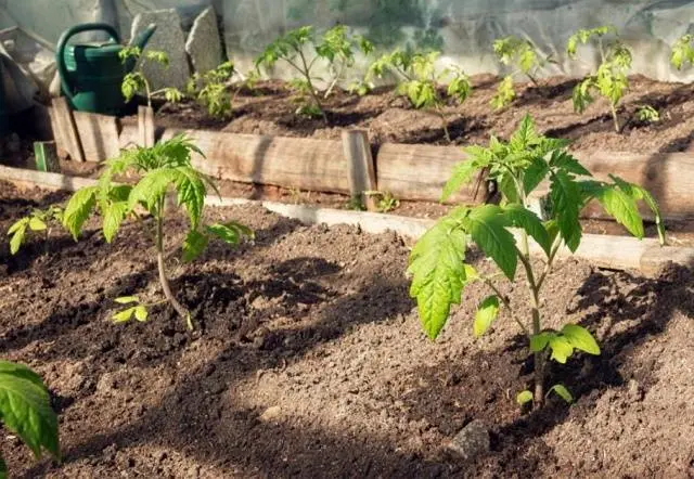 Tomato Blagovest: reviews, photos, yield