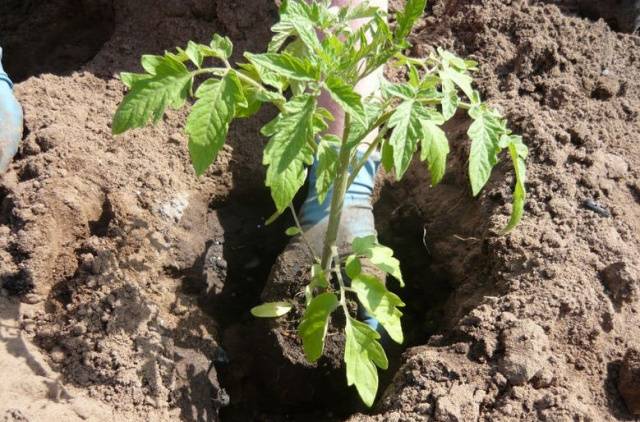 Tomato Blagovest: reviews, photos, yield