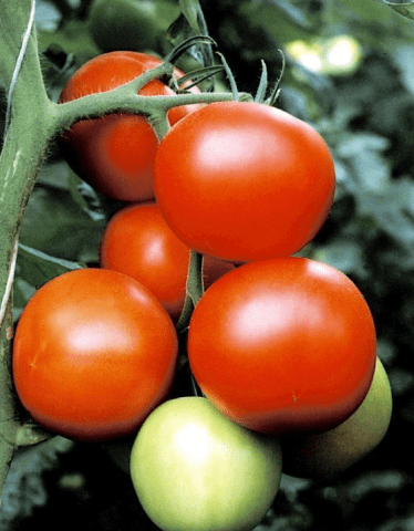 Tomato Blagovest: reviews, photos, yield