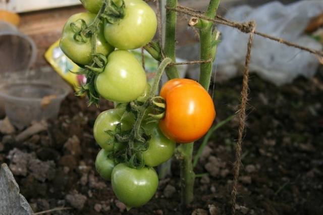 Tomato Blagovest: reviews, photos, yield