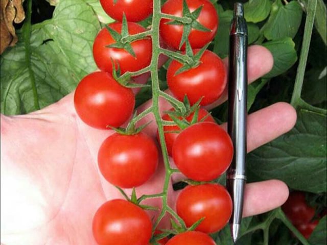 Tomato Blossem F1