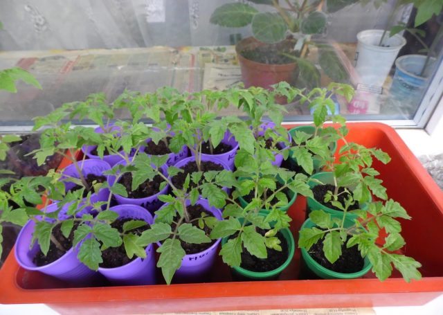 Tomato Blossem F1