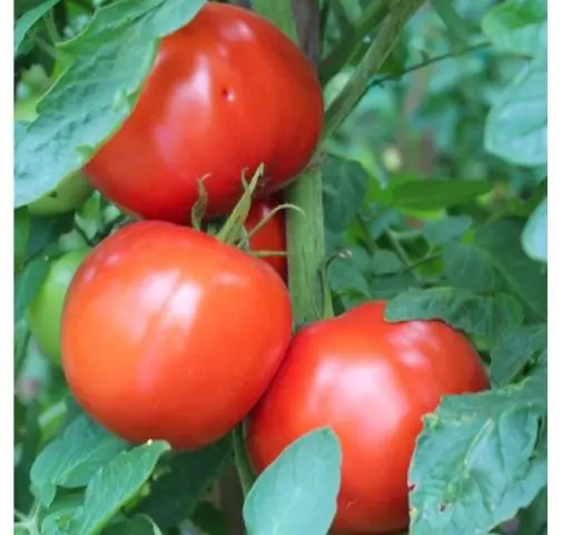 Tomato Bobkat F1: description, photo, reviews