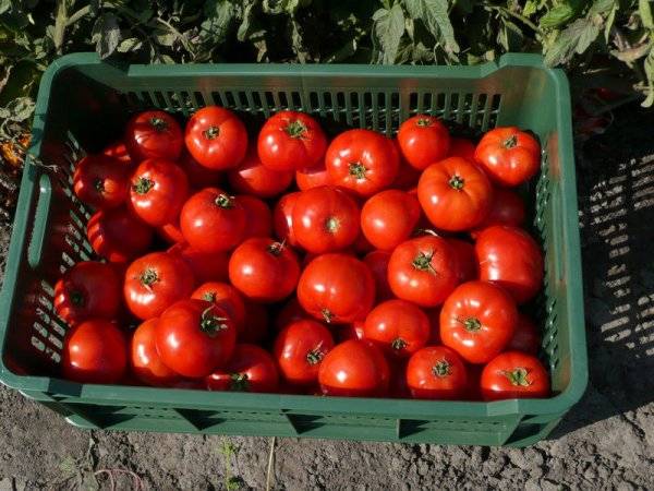 Tomato Bobkat F1: description, photo, reviews