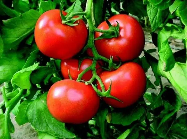 Tomato Bogata Hata: description, photo, reviews