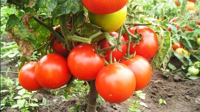 Tomato Bogata Hata: description, photo, reviews