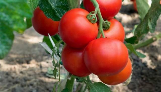 Tomato Bogata Hata: description, photo, reviews