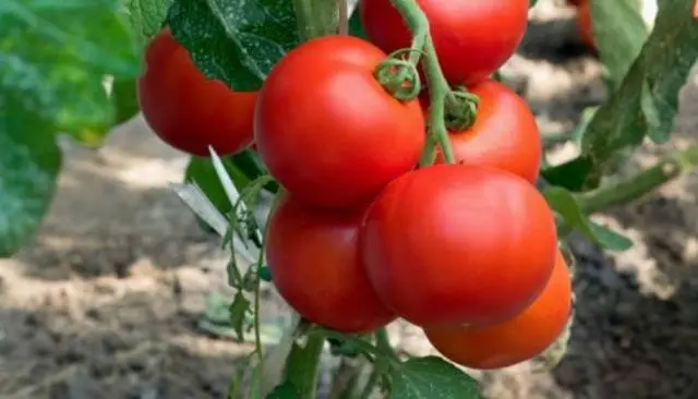 Tomato Bogata Hata: description, photo, reviews