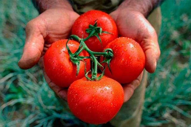 Tomato Bogata Hata: description, photo, reviews