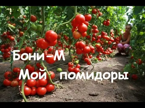 Tomato Boni M: reviews, photos, yield