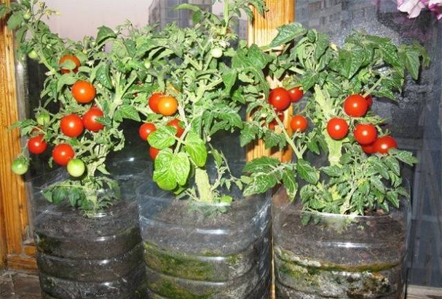 Tomato Bonsai: characteristics and description of the variety