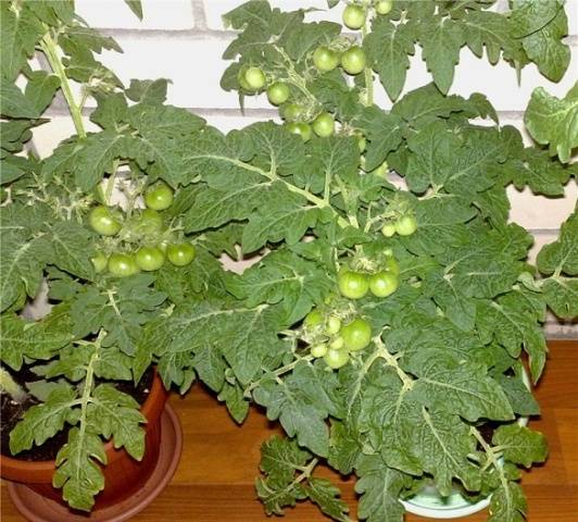 Tomato Bonsai: characteristics and description of the variety