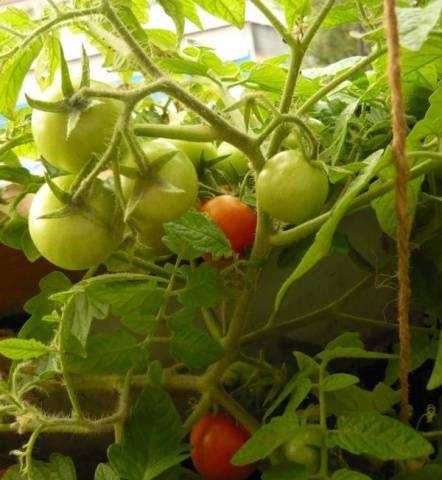 Tomato Bonsai: characteristics and description of the variety